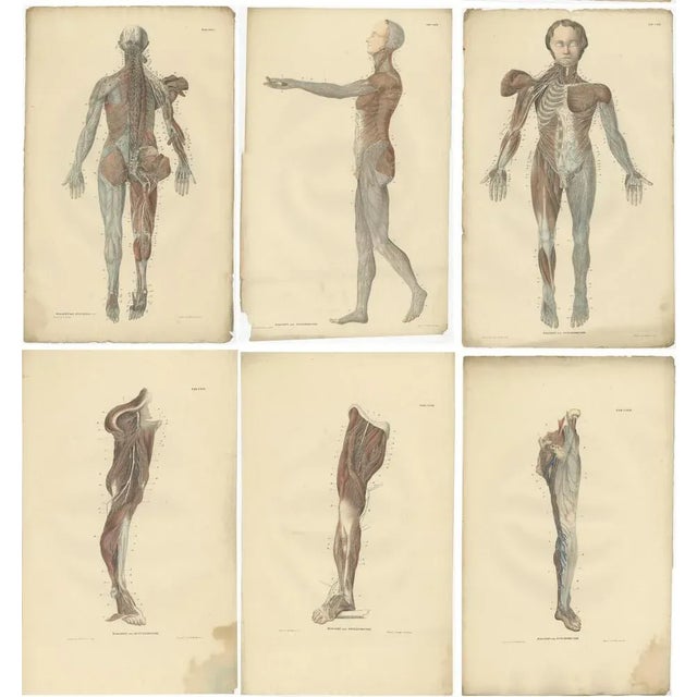 Anatomy Illustrations of The Nervous System, 1839, Prints, Set of 23 For Sale - Image 4 of 6