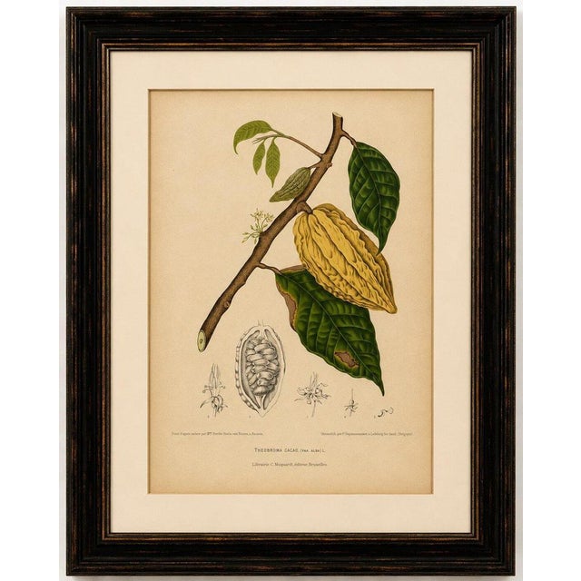 Hoola van Nooten, White Cacao Botanical, 1880, Chromolithograph For Sale - Image 9 of 10