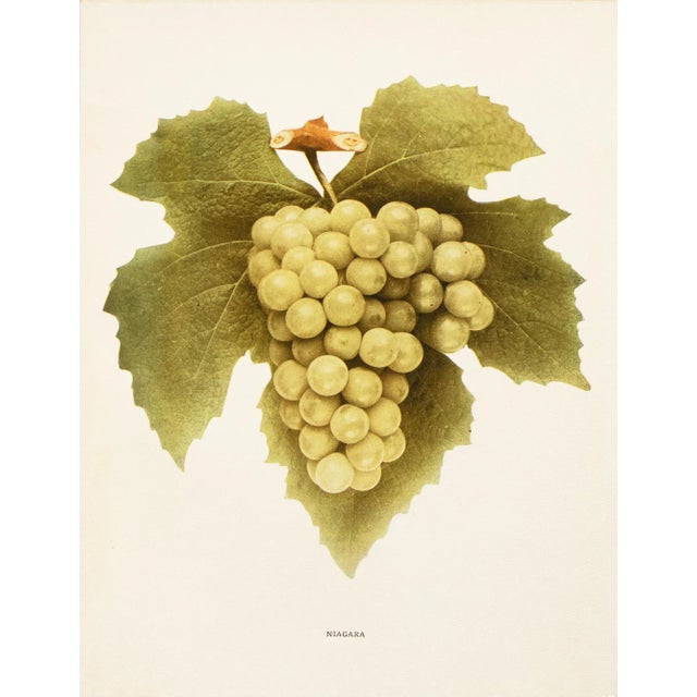 Paper 1900s U. P. Hedrick, Original Antique Photogravure of Niagara Grapes For Sale - Image 7 of 7