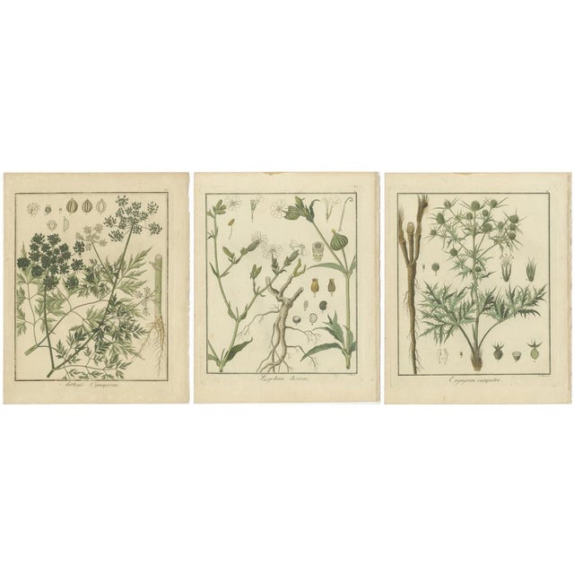 Early 19th Century Fools Parsley and Red Campion and Field Eryngo, 1819, Paper, Set of 3 For Sale - Image 5 of 6