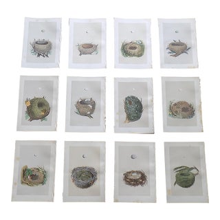 Antique 19th Century Hand Colored Bird Nest & Egg Lithographs - Set of 12 For Sale