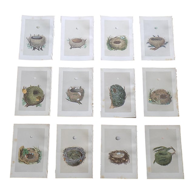 Antique 19th Century Hand Colored Bird Nest & Egg Lithographs - Set of 12 For Sale