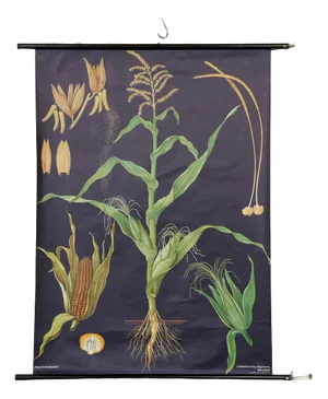 Botanical Corn Wall Chart by Jung, Koch, & Quentell for Hagemann, 1960s