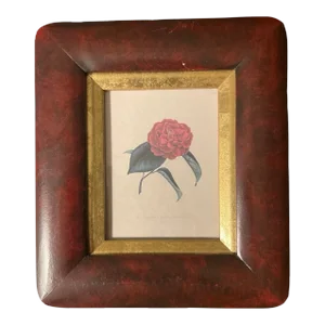 Antique Wall Art Engraving of a Pink Camellia by Johann Jakob Jung