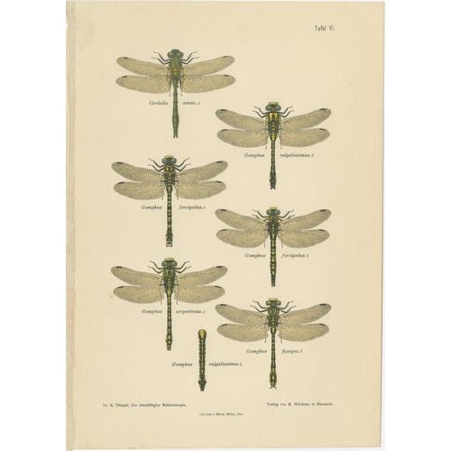 Dragonfly & Damselfly Lithographs by Richard Tümpel, 1908, Set of 3 For Sale - Image 4 of 14