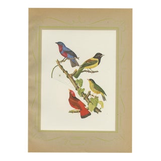Descourtilz, Tanagers and Cotingas, Brazilian Bird Print, 1944, Paper For Sale