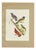 Descourtilz, Tanagers and Cotingas, Brazilian Bird Print, 1944, Paper For Sale