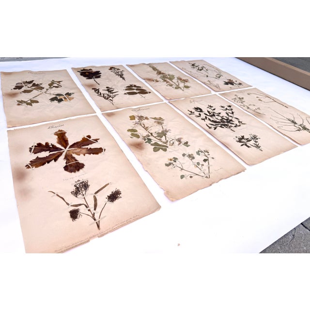 Late 19th Century Oversized Antique French Herbarium Specimens – Set of 8 | Original 19th Century Pressed Botanical Collection From Paris For Sale - Image 5 of 17