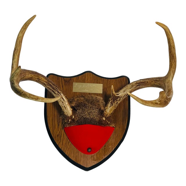 Impressive Vintage Deer Antlers Trophy on Board For Sale