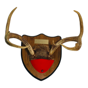 Impressive Vintage Deer Antlers Trophy on Board