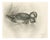 After Lilian Medland, Duck and Duckling, 1909, Print For Sale