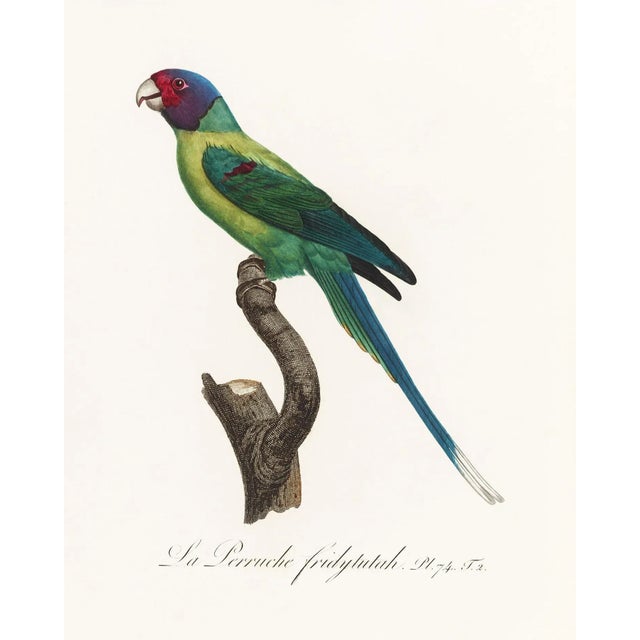 Reproduction Antique 1805 French Parrot Prints - Set of 12 For Sale In Los Angeles - Image 6 of 13