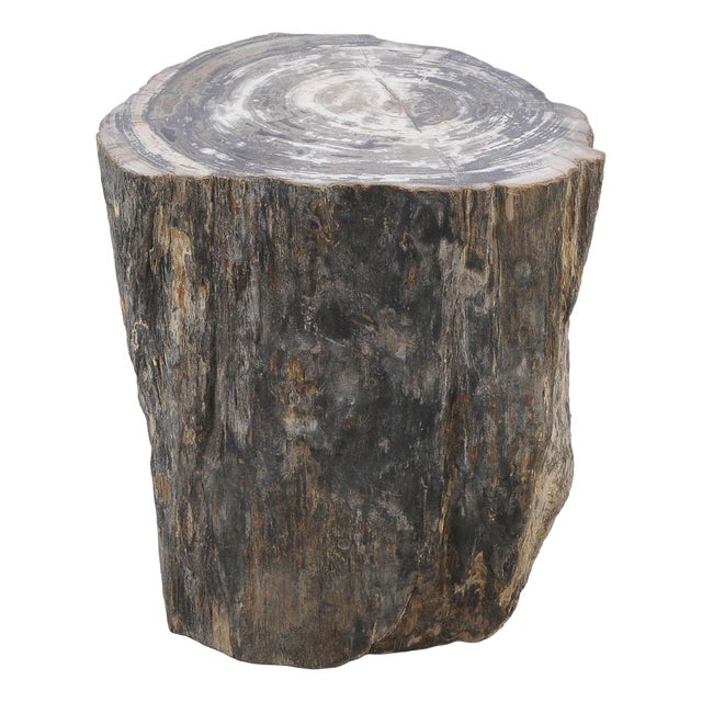 Petrified Wood Side Table by Xyleia Petrified Wood For Sale