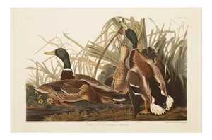 1990s Mallard Ducks After Audubon, Large Cottage Style Print