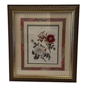 Hand Colored Botanical Engraving by Jacob X Schmuzer Circa 1801