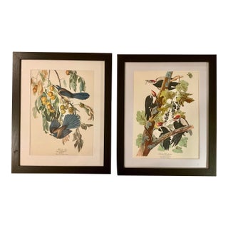 1960s Pair Audubon Folio Prints John James Audubon Florida Jay and Pileated Woodpecker Framed Black Matte. For Sale