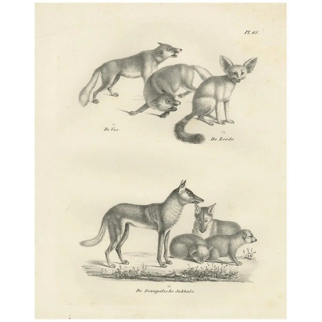 Foxes and Fennec Fox and Senegal Jackal in the Wild, 1836, Lithograph For Sale