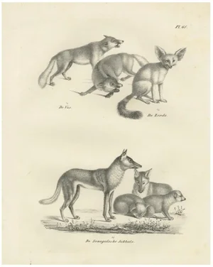 Foxes and Fennec Fox and Senegal Jackal in the Wild, 1836, Lithograph
