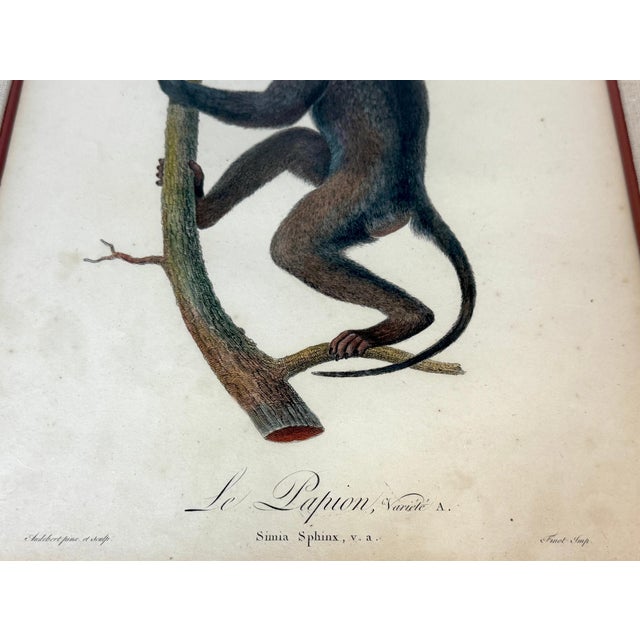Set of 4 Hand-Colored French Primate Engravings by Jean-Baptiste Audebert For Sale - Image 13 of 18