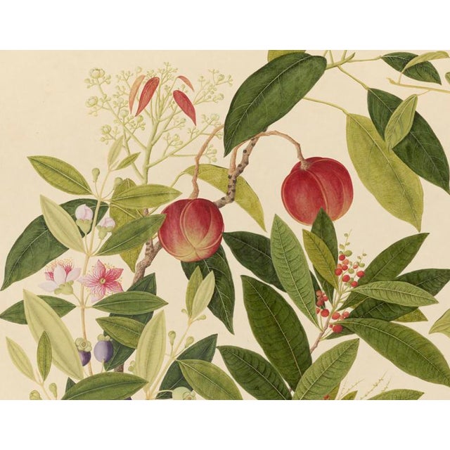 Golden Tropic Botanicals #9/22. beautifully reproduced as giclée prints using archival inks on imported English cotton rag...