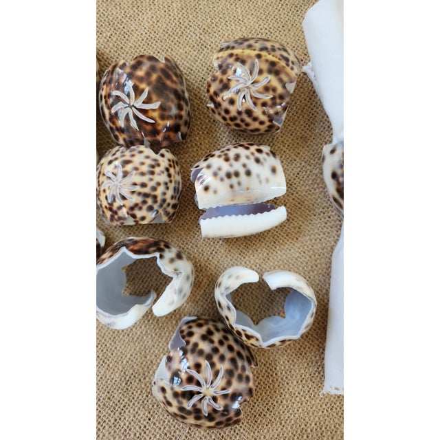 Leopard Cowrie Shell Hand-Carved and Scalloped Napkin Ring Holders- Set of 12 For Sale - Image 9 of 9
