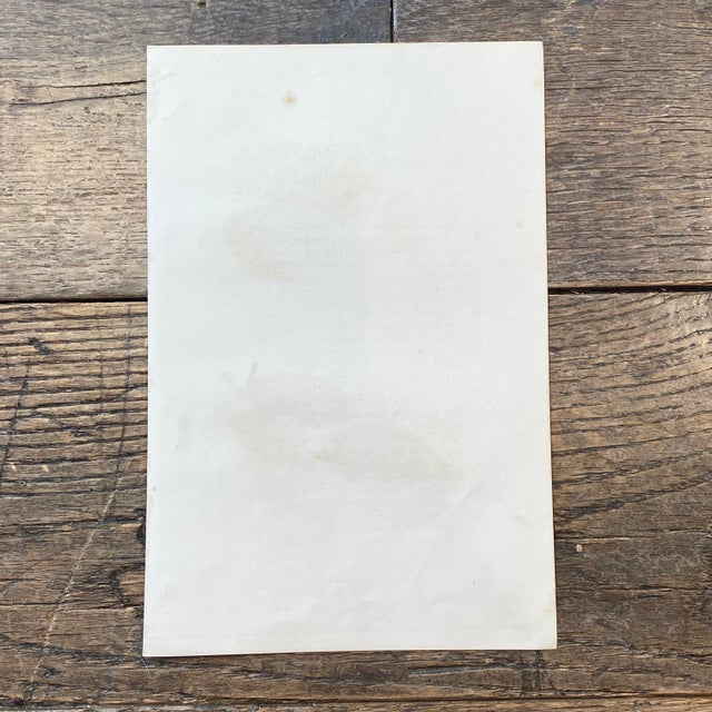 French Antique 18th Century "Le Porc Epic" Porcipine Animal Engraving Hand Colored Signed Artwork For Sale - Image 12 of 12