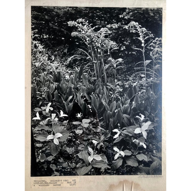Mid 20th Century Samuel GottschoVintage Silver Gelatin Signed Photograph Samuel Gottscho Garden Flowers Photo NY For Sale - Image 5 of 6