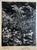 Mid 20th Century Samuel GottschoVintage Silver Gelatin Signed Photograph Samuel Gottscho Garden Flowers Photo NY For Sale - Image 5 of 6