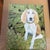 Contemporary hound dog in the ferns print by Judy Henn. Measures 11x14 or approximately 14.5x17 framed. Check out my shop...
