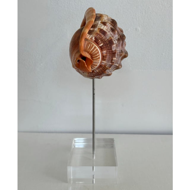 Contemporary Bullmouth Conch Shell Specimen on Lucite For Sale - Image 3 of 6