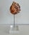 Contemporary Bullmouth Conch Shell Specimen on Lucite For Sale - Image 3 of 6