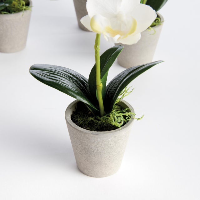 This set of 4 adorable mini phalaenopsis orchids come in their own tiny concrete pots. The signature delicateWhite petals...