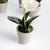 This set of 4 adorable mini phalaenopsis orchids come in their own tiny concrete pots. The signature delicateWhite petals...