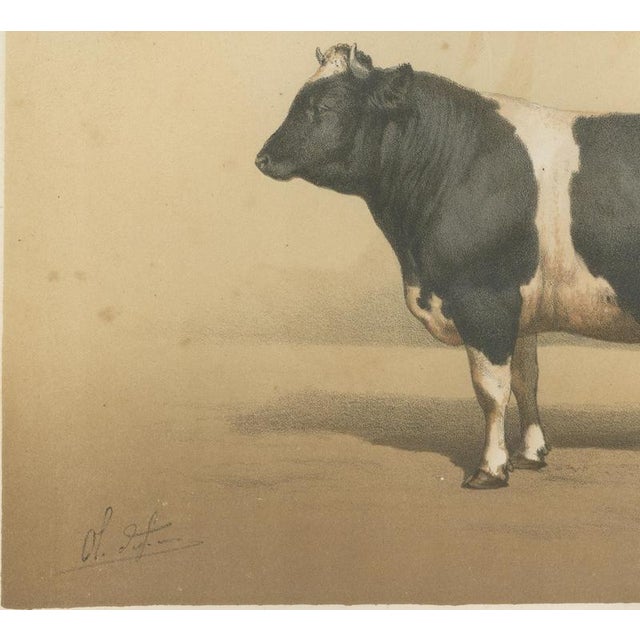19th Century Borie, Breton Bull, French Cattle Breed, 1863, Chromolithograph For Sale - Image 5 of 9