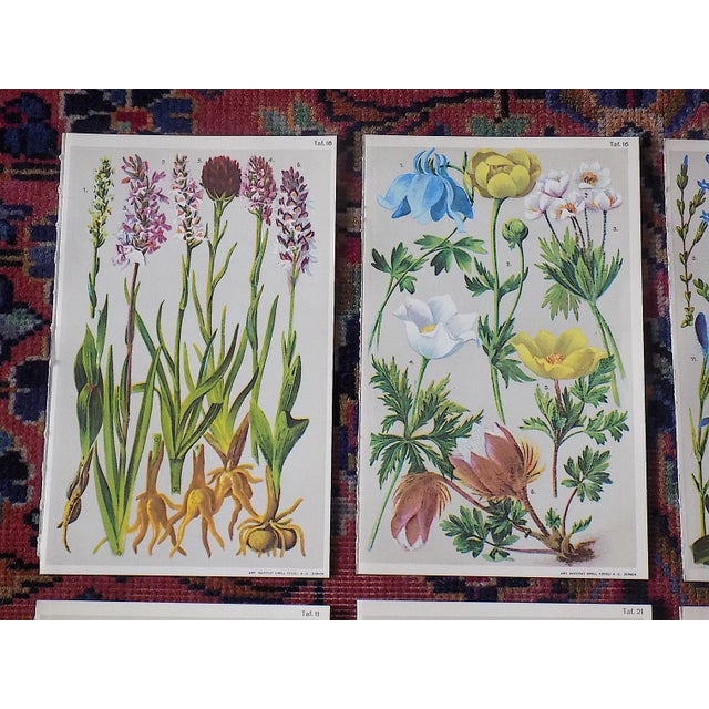 This set of six (6) authentic antique 19th C. botanical chromolithographs (each color laid in with a separate lithographic...