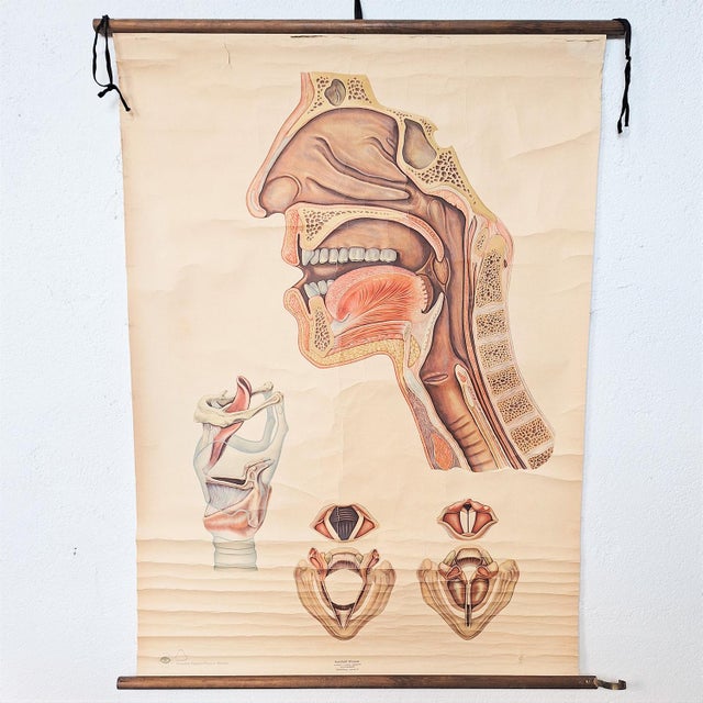 Vintage School Poster Larynx, 1940s For Sale - Image 6 of 6