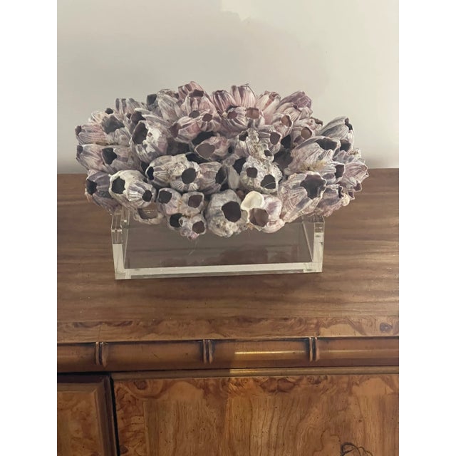 Organic modern Natures. Beauty sea shell large barnacle clusters on a lucite tray stand. Natural color and shape.