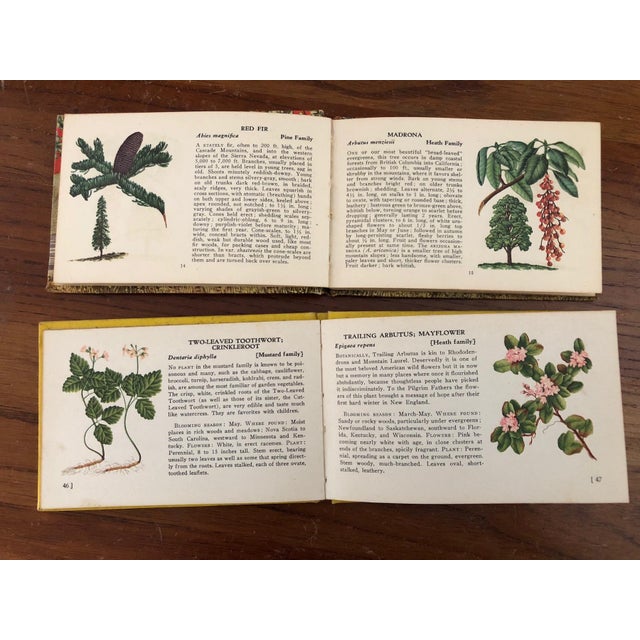 Vintage Tree and Wild Flower Nature Guide Book Set of 2 For Sale - Image 9 of 16