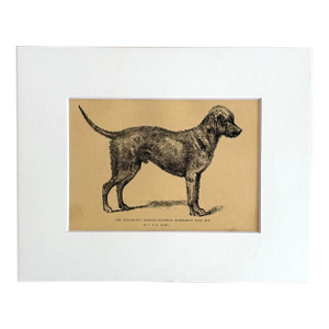 Antique 1890s Dog Print in 8 x 10 Mat: Bedlington Terrier Humbledon Blue Boy