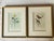 …. A striking piece of American natural history art, this hand-colored lithograph depicts The Crowned Flycatcher...