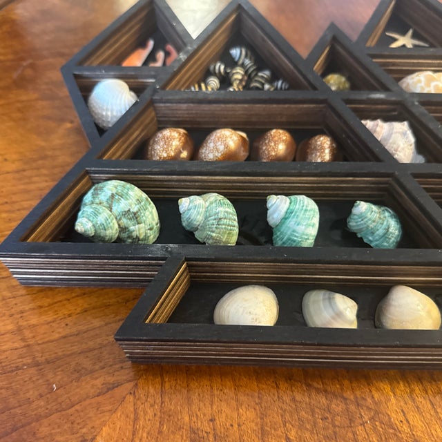 Seashell Display in Geometric Wall Curio For Sale - Image 4 of 12