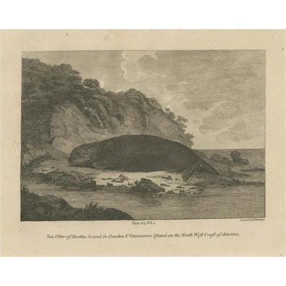 W. Grainger, Sea Otter of Nootka Sound in British Columbia, Canada, 1801, Print For Sale