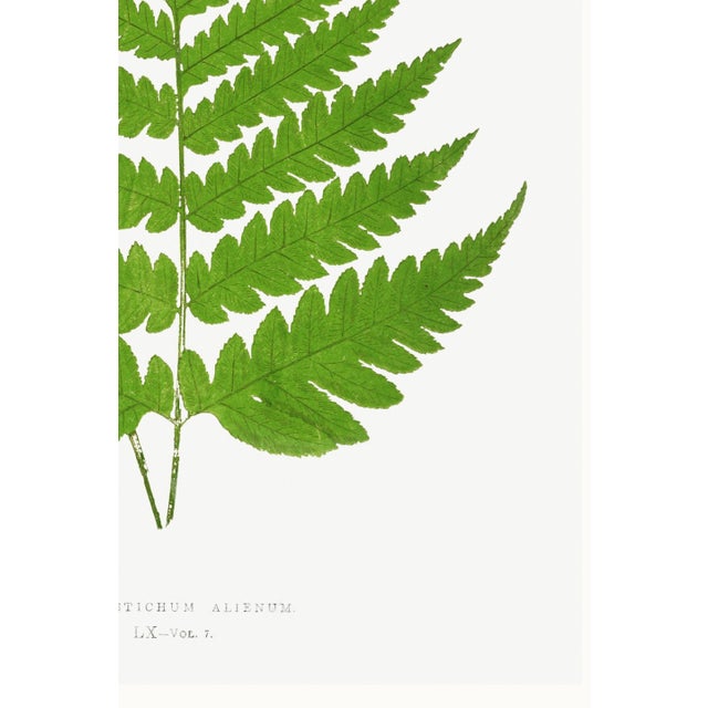 Vintage Fern Botanical Art Print Reproduction, 16" X 24" For Sale - Image 10 of 10