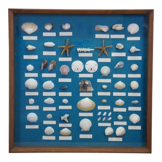 Late 20th Century Nautical Ocean Seashell Coral Fish Theme Shadowbox Display Fossil Specimens 25" For Sale