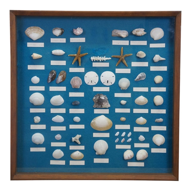 Late 20th Century Nautical Ocean Seashell Coral Fish Theme Shadowbox Display Fossil Specimens 25" For Sale