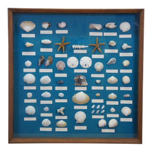 Late 20th Century Nautical Ocean Seashell Coral Fish Theme Shadowbox Display Fossil Specimens 25"
