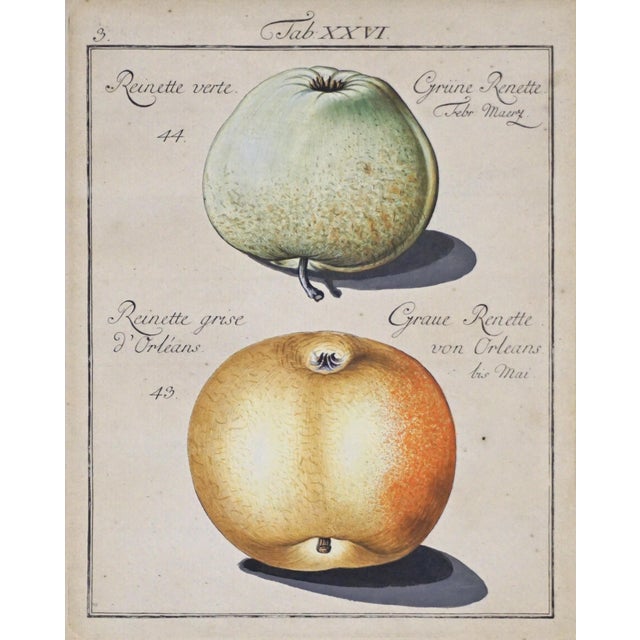 Traditional Antique Pair Fruit Botanical Engravings Apple & Plum Prints Framed Traditional Decor For Sale - Image 3 of 6