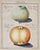 Traditional Antique Pair Fruit Botanical Engravings Apple & Plum Prints Framed Traditional Decor For Sale - Image 3 of 6