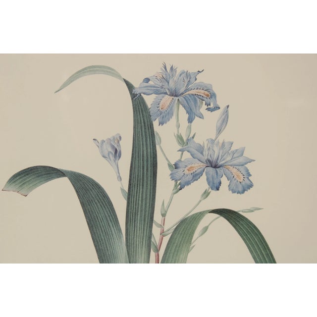 1980s Vintage Iris Botanical Prints After Pierre-Joseph RedoutT - A Pair For Sale - Image 5 of 13