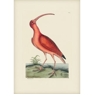 Mark Catesby Reproduction of Red Curlew, Plate 84 For Sale